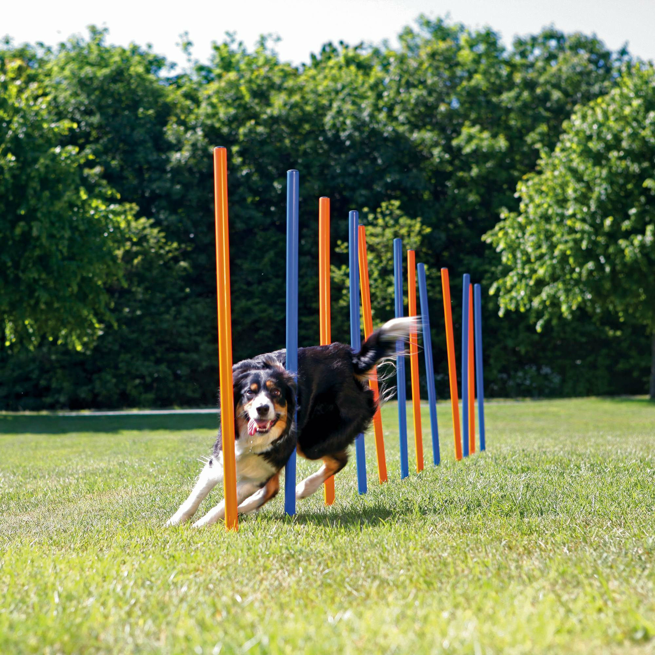 Rosewood Agility-Slalomstangen Für Kleine Hunde - 6 Stangen Set Für Indoor & Outdoor