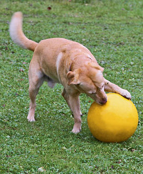 KERBL Treibball für Hunde